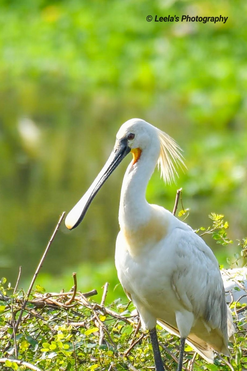 Eurasian Spoonbill - ML330064711
