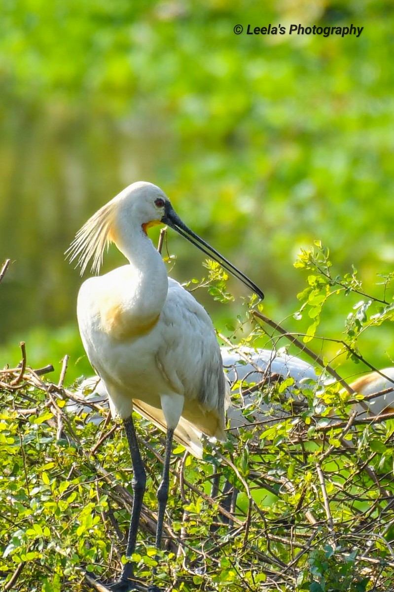 Eurasian Spoonbill - ML330064721