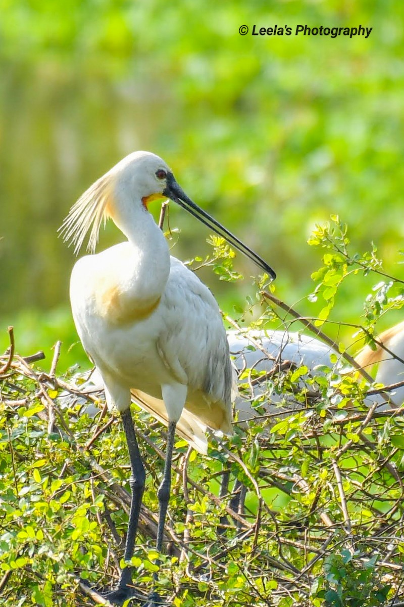 Eurasian Spoonbill - ML330064731