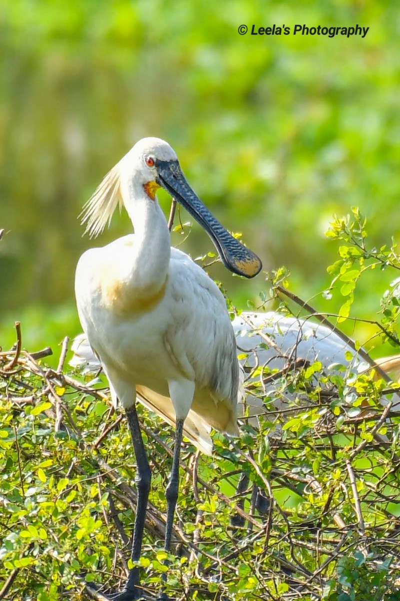 Eurasian Spoonbill - ML330064751
