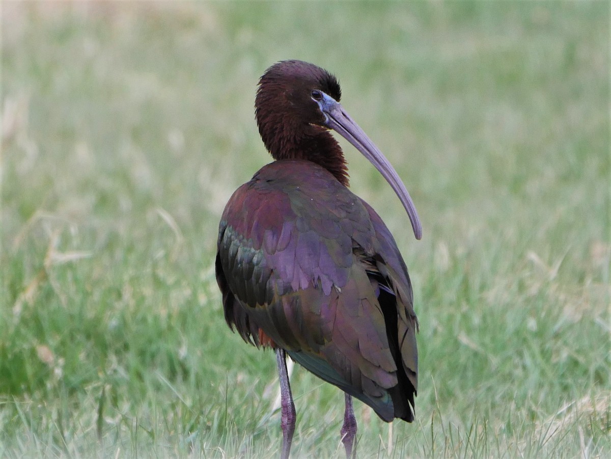 Glossy Ibis - Mike Malmquist