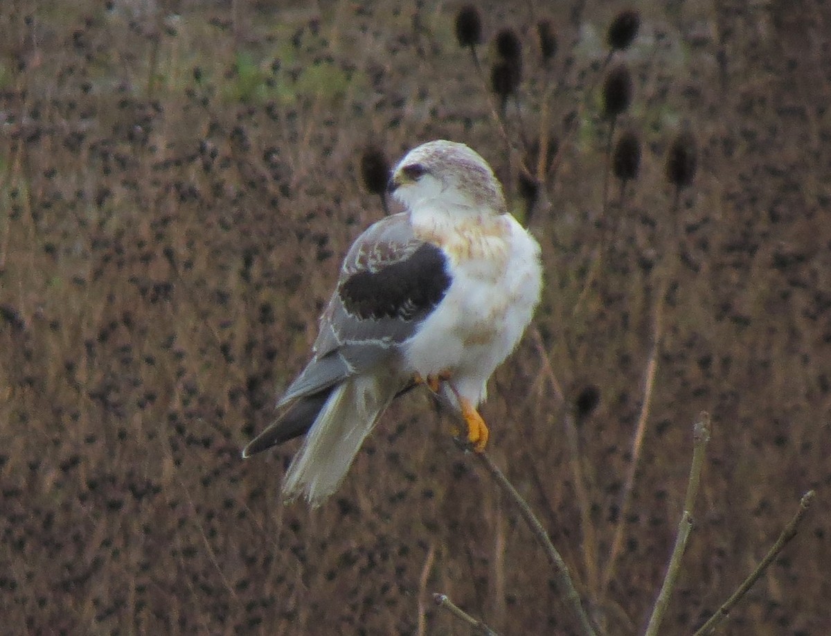 White-tailed Kite - Matthew Hunter