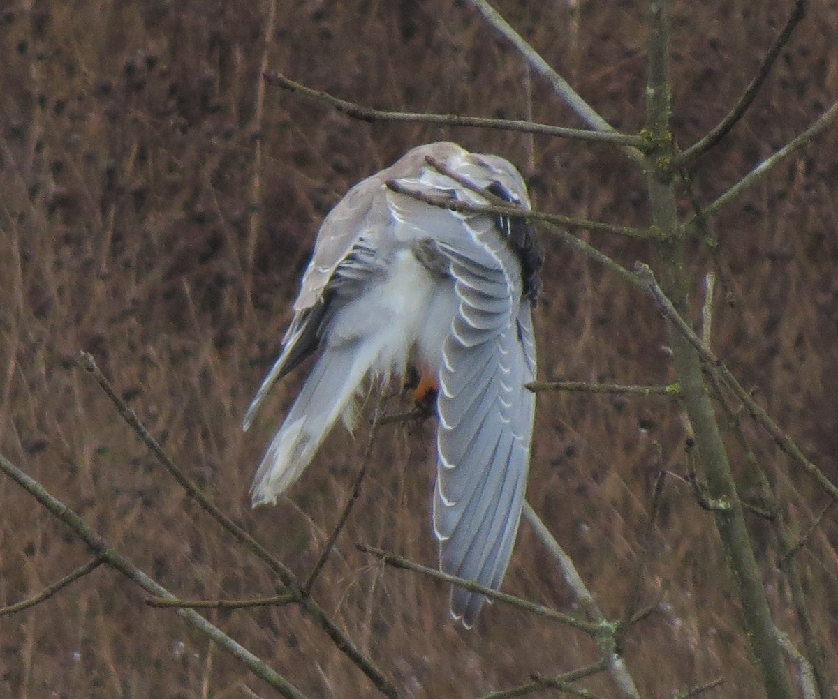 White-tailed Kite - Matthew Hunter