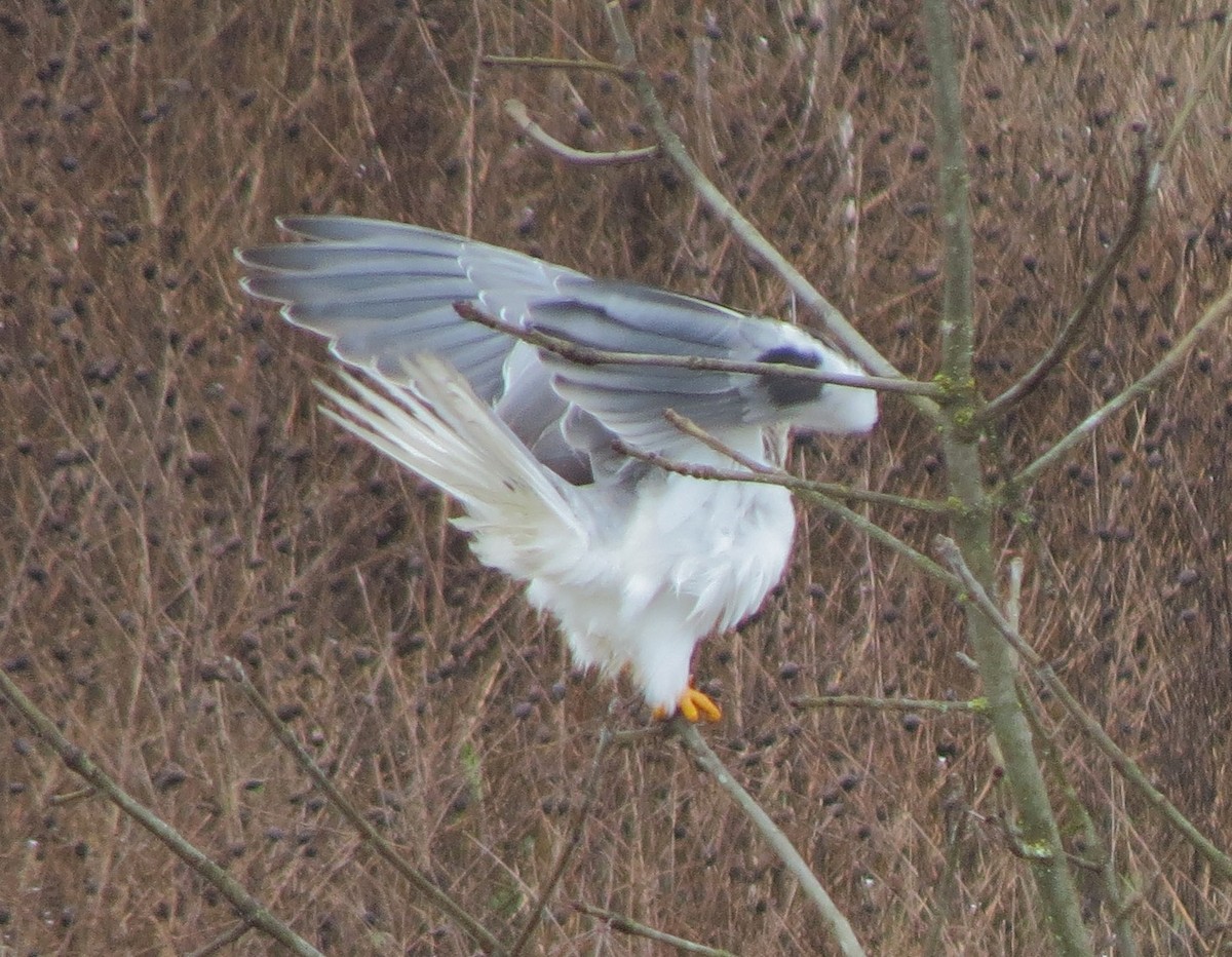 White-tailed Kite - Matthew Hunter