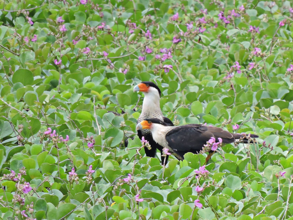 Crested Caracara (Northern) - ML330067791