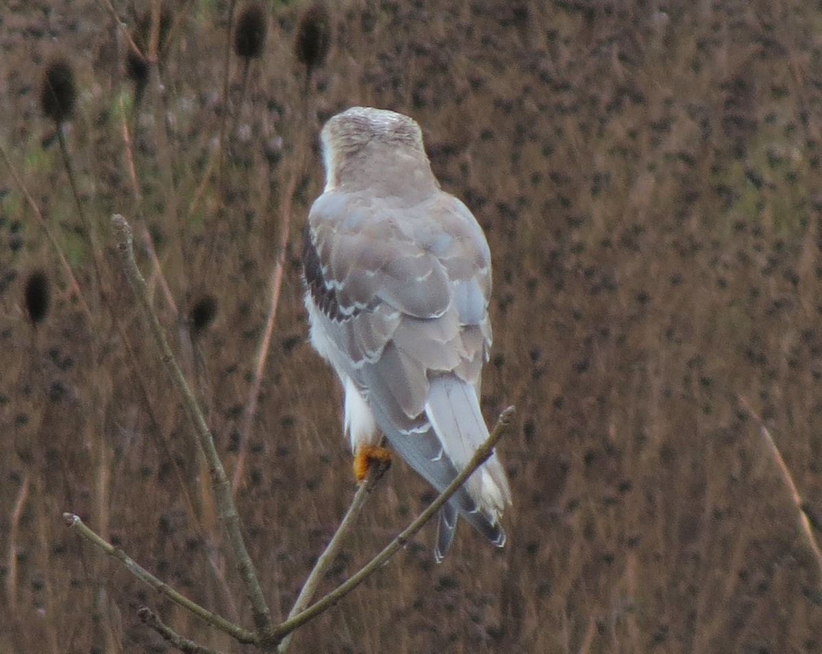 White-tailed Kite - Matthew Hunter