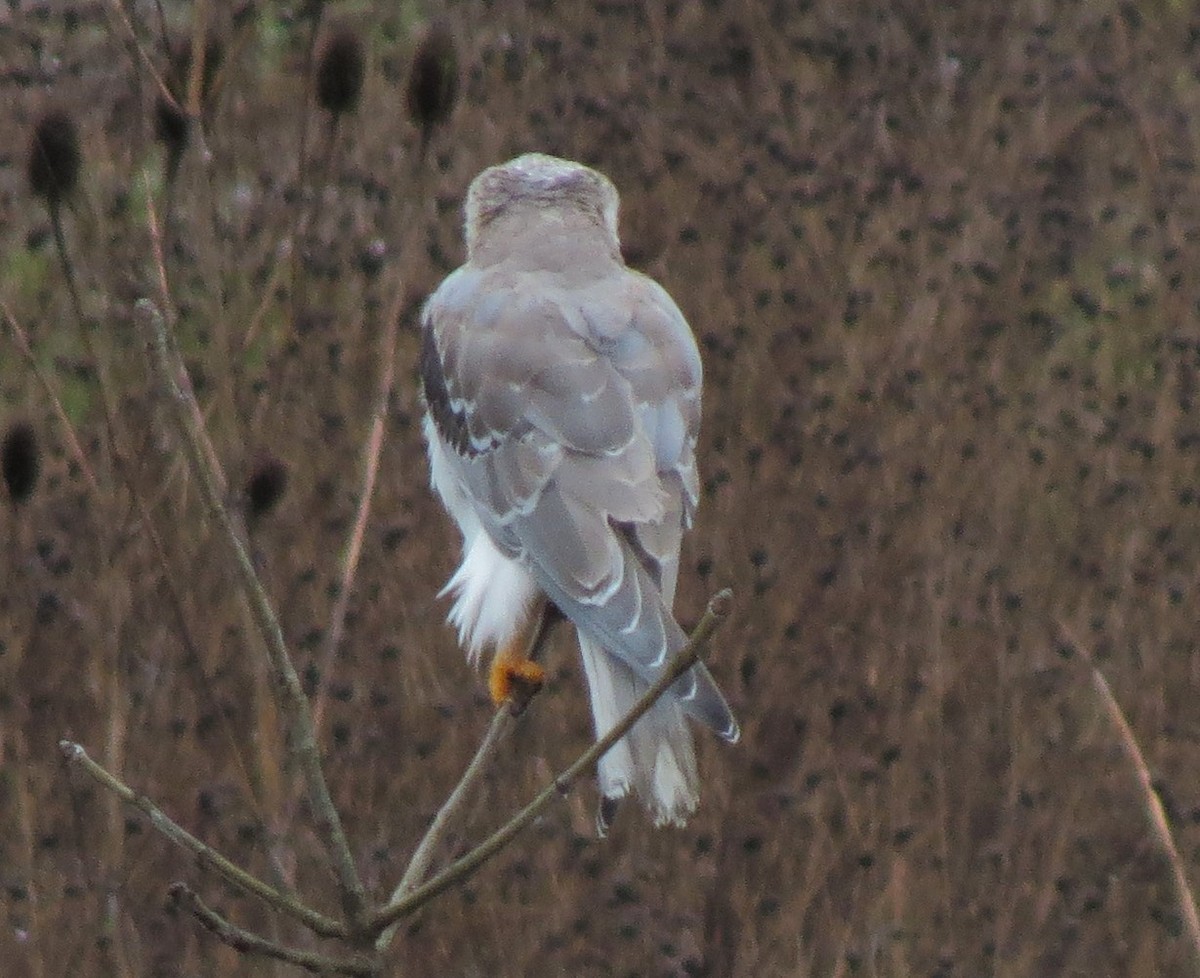 White-tailed Kite - ML33006801