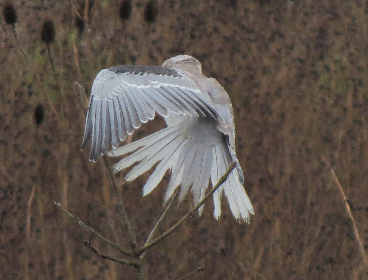 White-tailed Kite - ML33006841