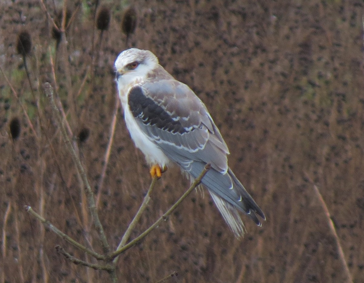 White-tailed Kite - ML33006861