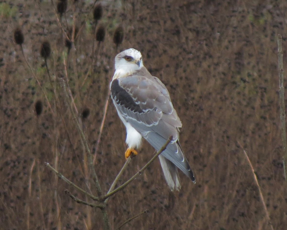 White-tailed Kite - ML33006871