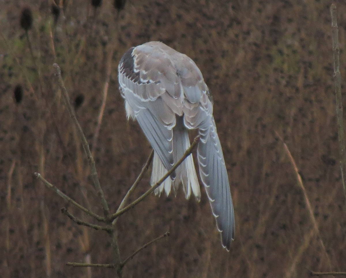 White-tailed Kite - ML33006881