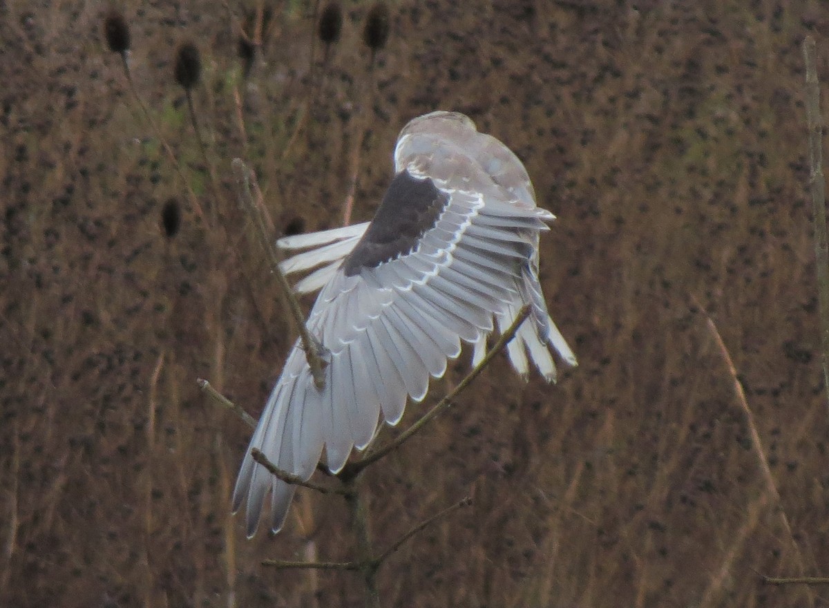 White-tailed Kite - ML33006891