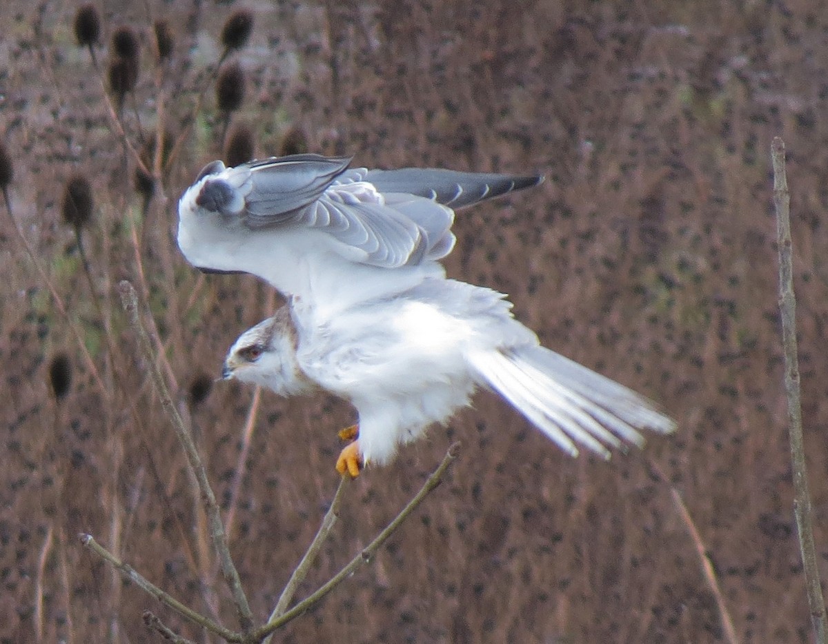 White-tailed Kite - Matthew Hunter