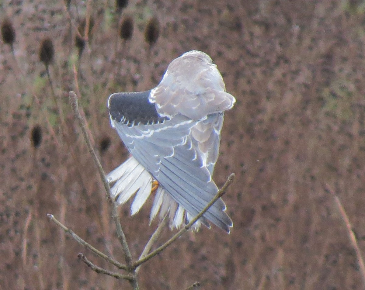 White-tailed Kite - ML33006911