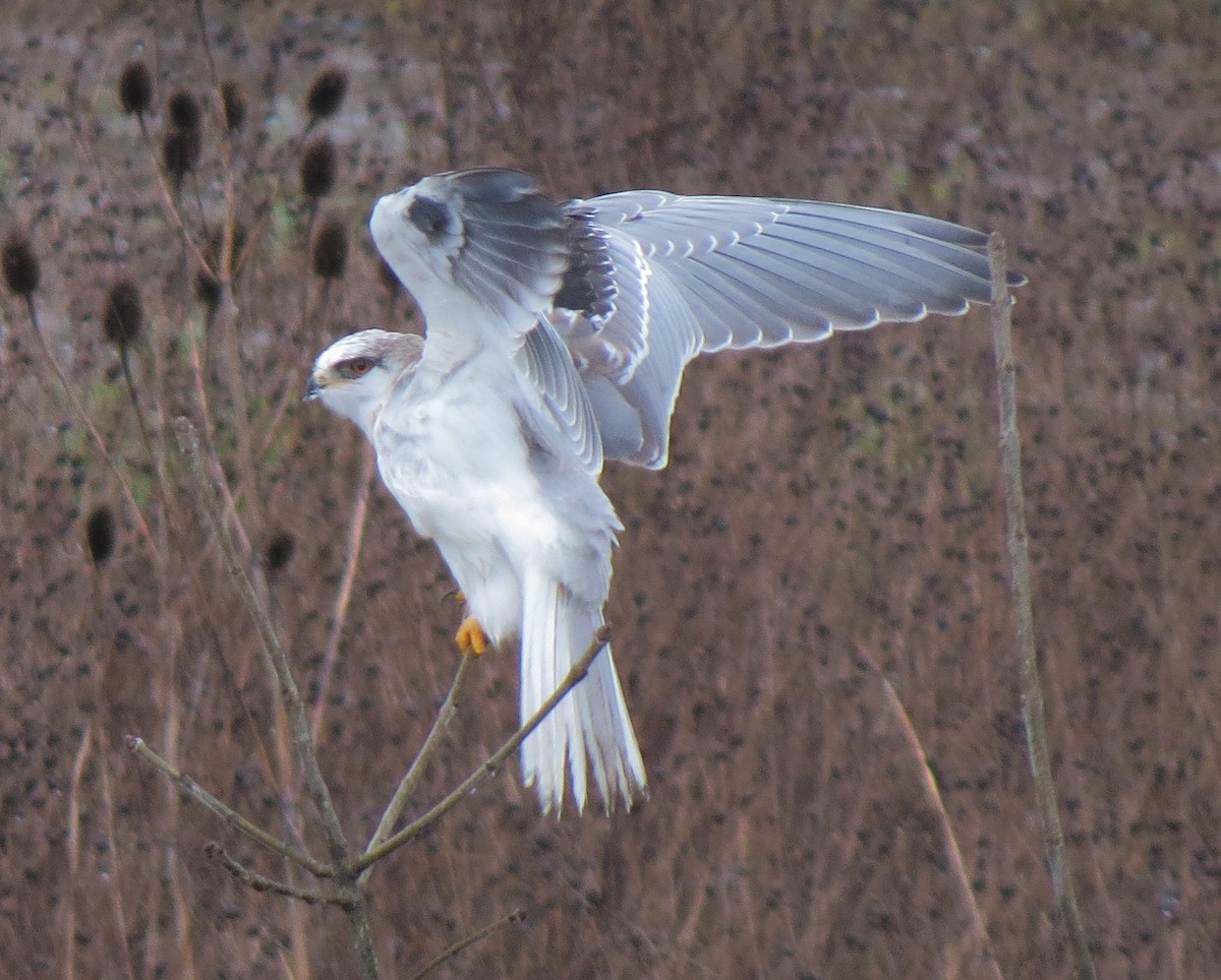 White-tailed Kite - ML33006921