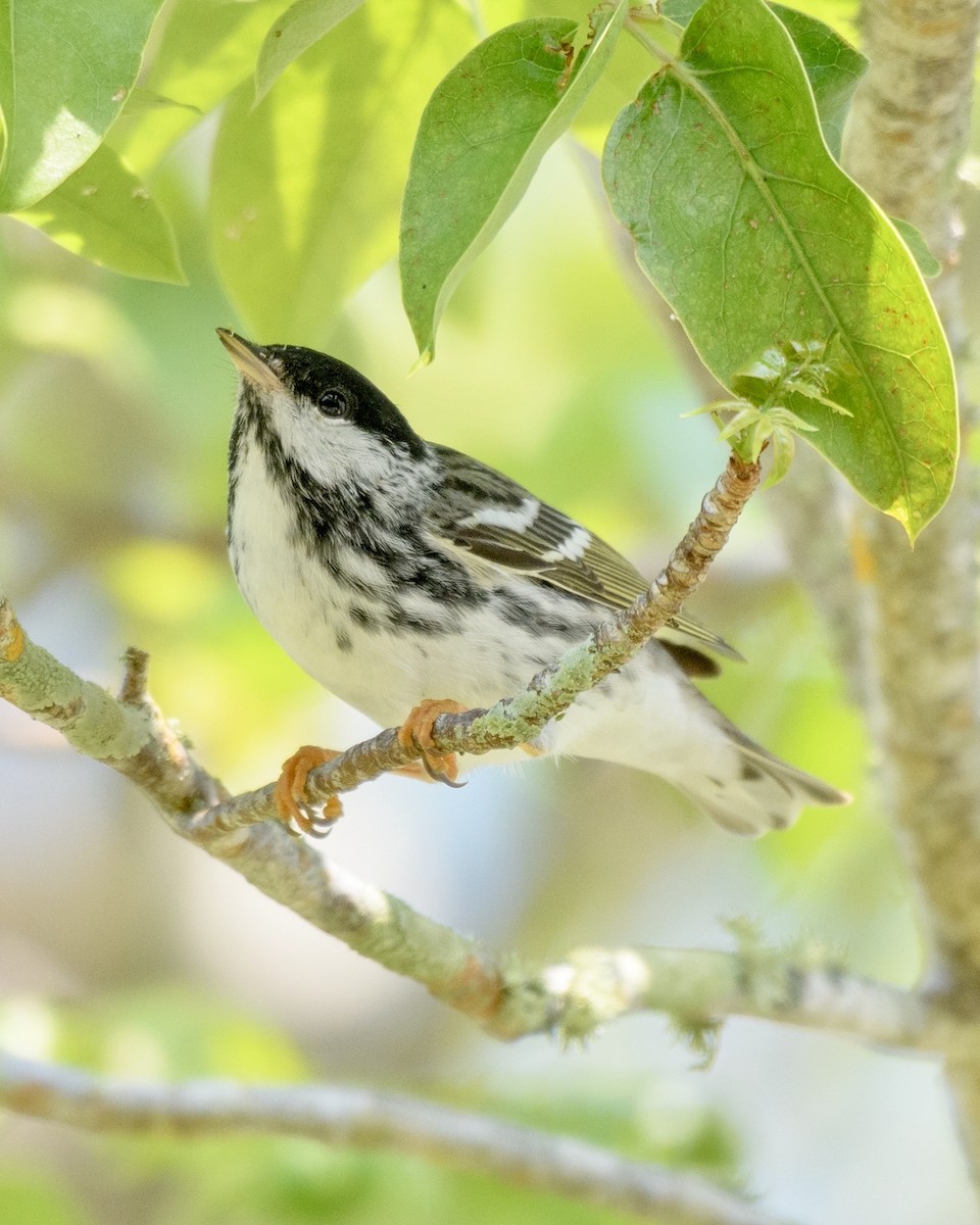Blackpoll Warbler - Beth Price