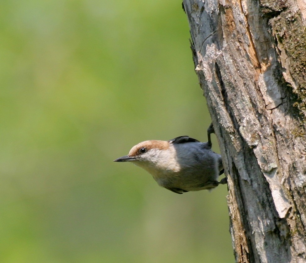 Brown-headed Nuthatch - ML330073821