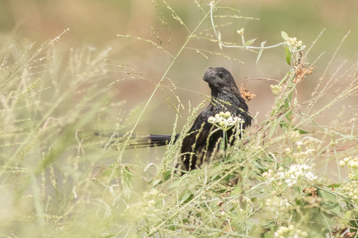 Smooth-billed Ani - ML330073871