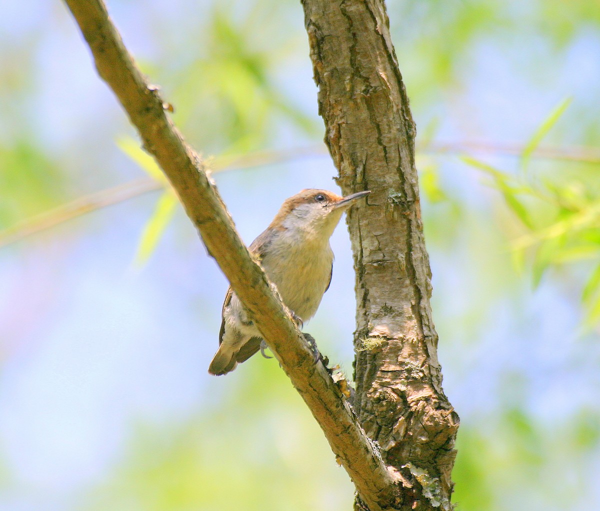 Brown-headed Nuthatch - ML330073971