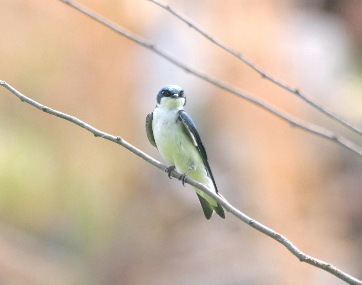 Tree Swallow - ML330074341