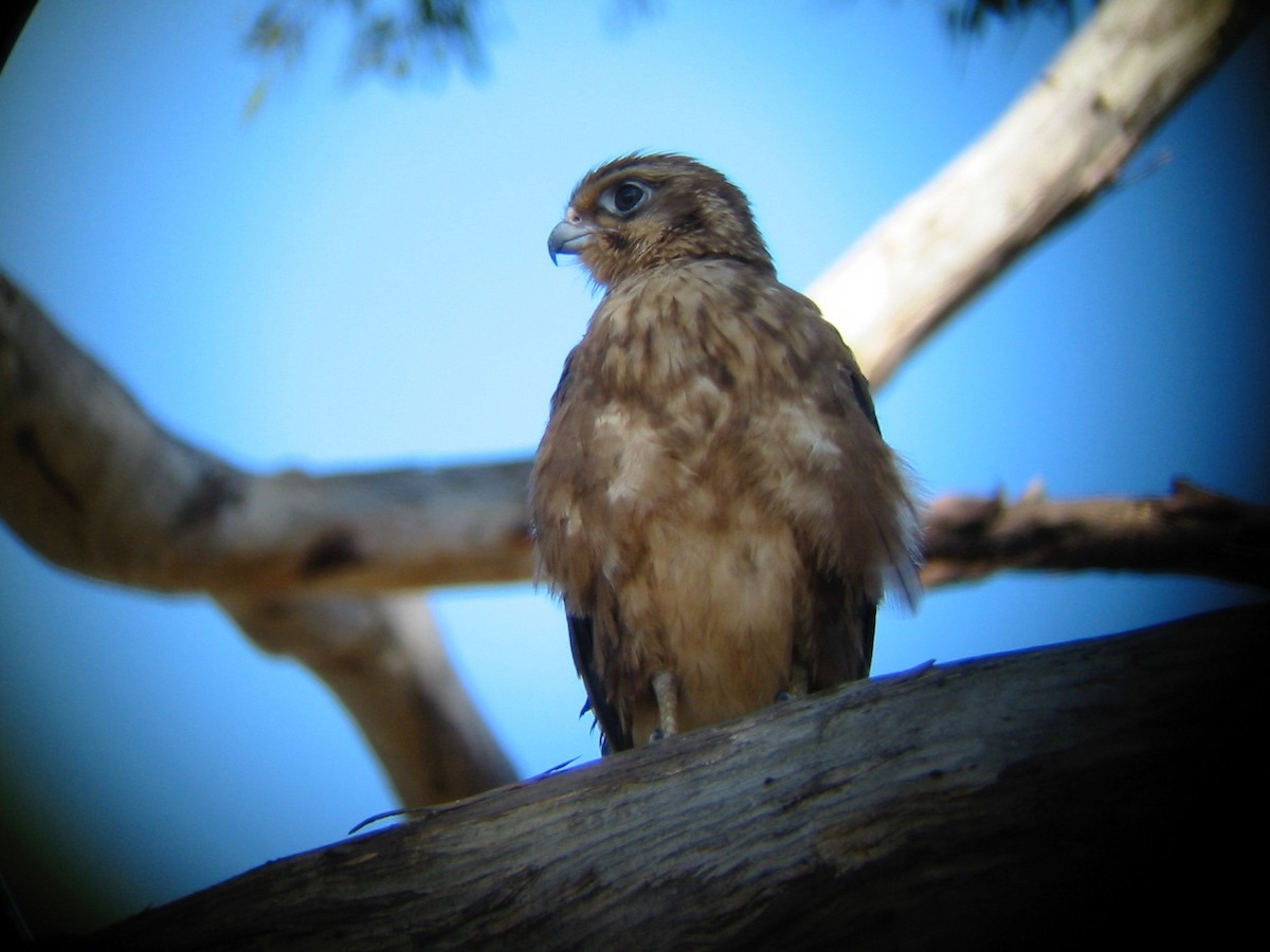 Brown Falcon - ML33007621