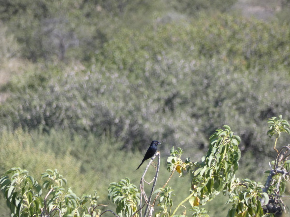 Fork-tailed Drongo - ML330077151