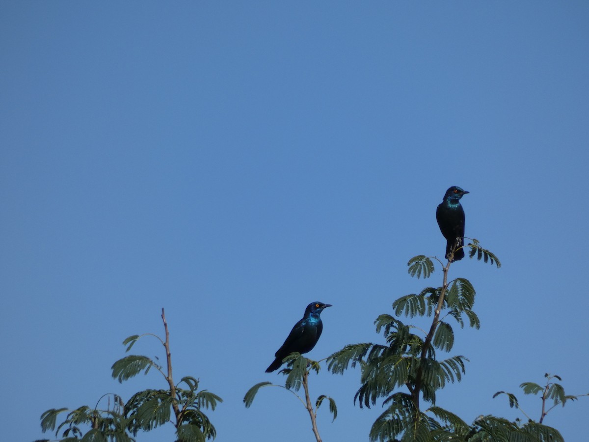 Cape Starling - ML330077391