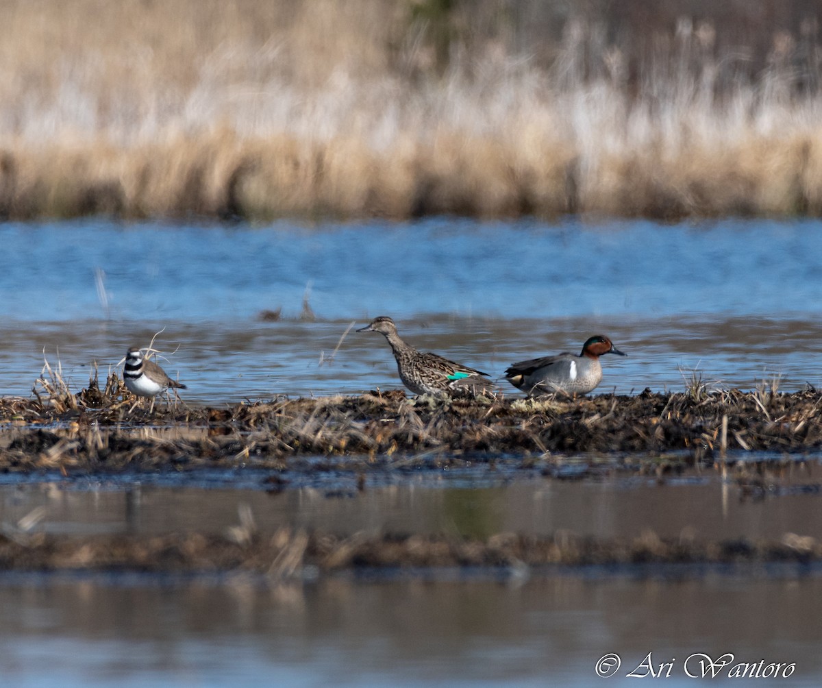 Green-winged Teal - ML330079651