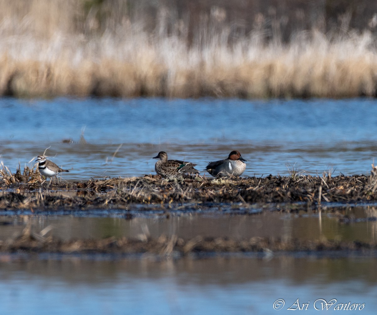Green-winged Teal - ML330079661