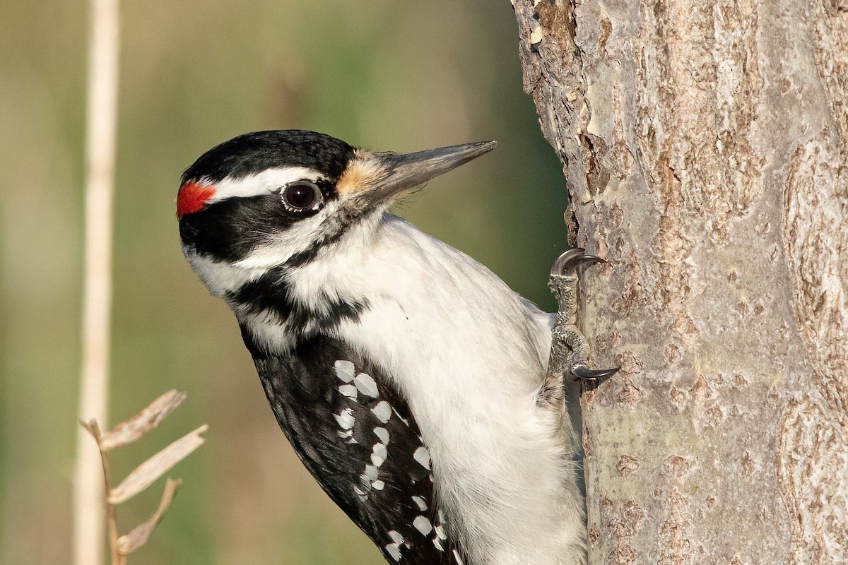 Hairy Woodpecker (Eastern) - ML330082031