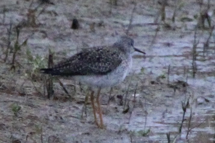 Lesser Yellowlegs - ML330083451
