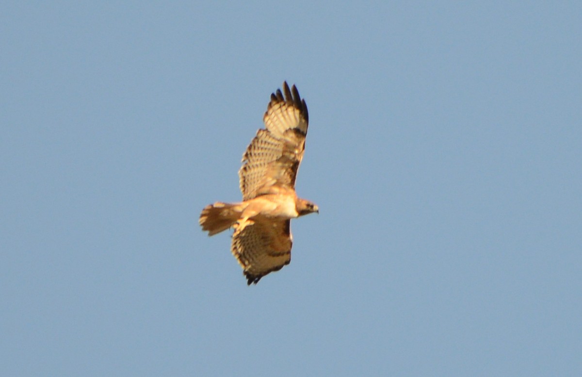 Red-tailed Hawk - Elizabeth Hawkins