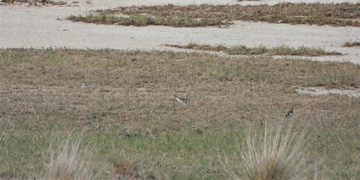 Little Ringed Plover - ML330083921