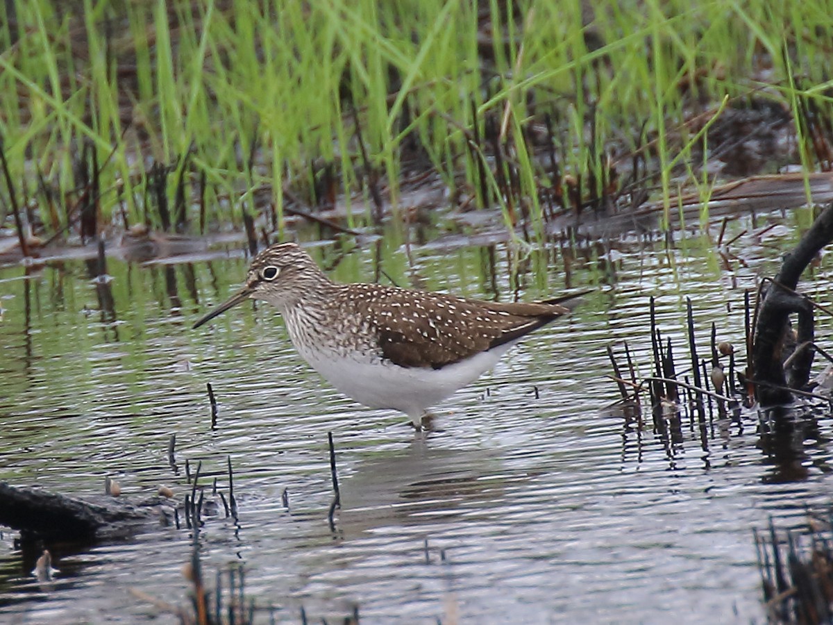 Solitary Sandpiper - ML330084551