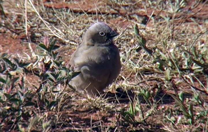 Gray-headed Social-Weaver - ML330085161