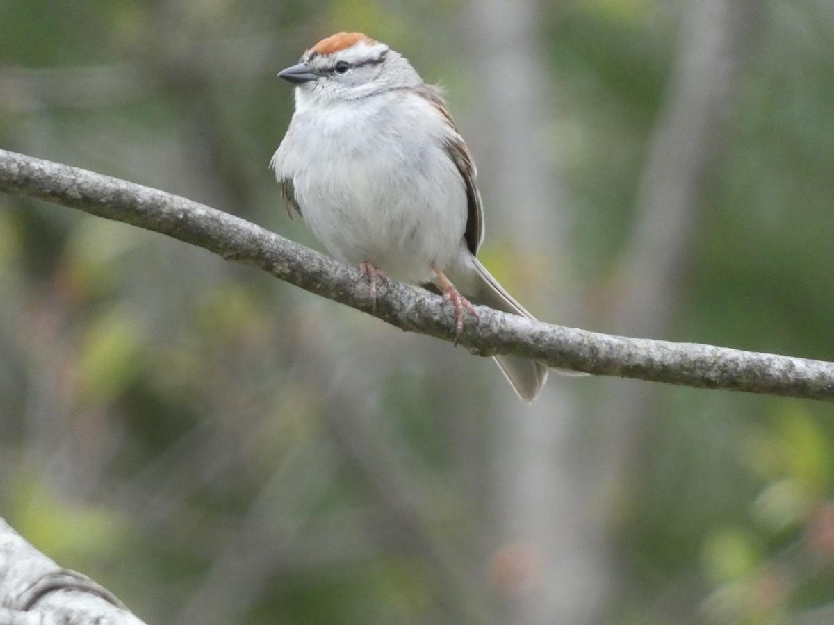Chipping Sparrow - ML330085361