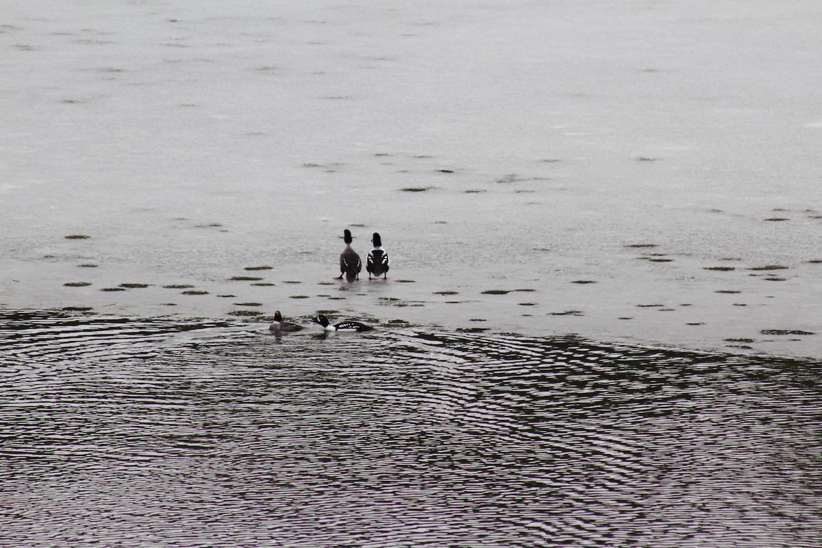 Barrow's Goldeneye - ML330085521