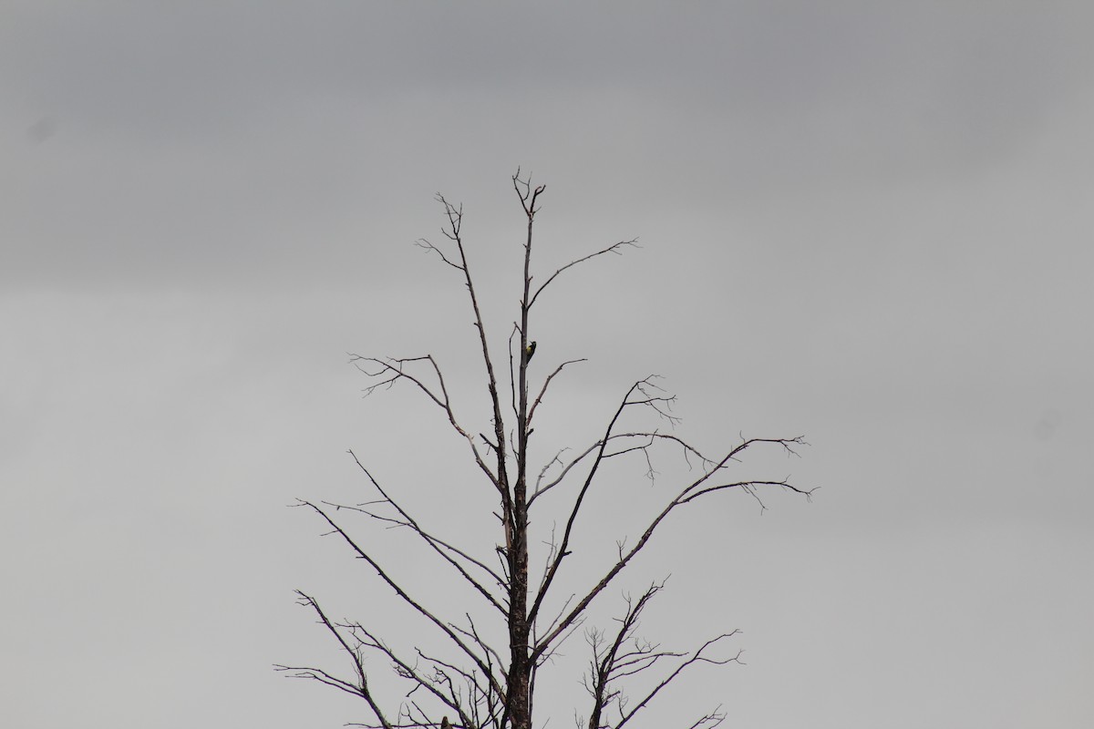 Red-naped Sapsucker - ML330085621