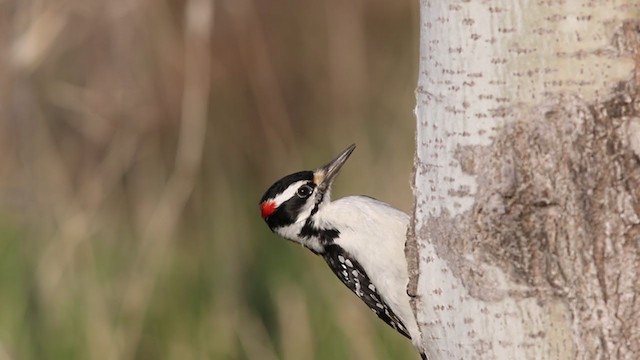 Hairy Woodpecker (Eastern) - ML330085691