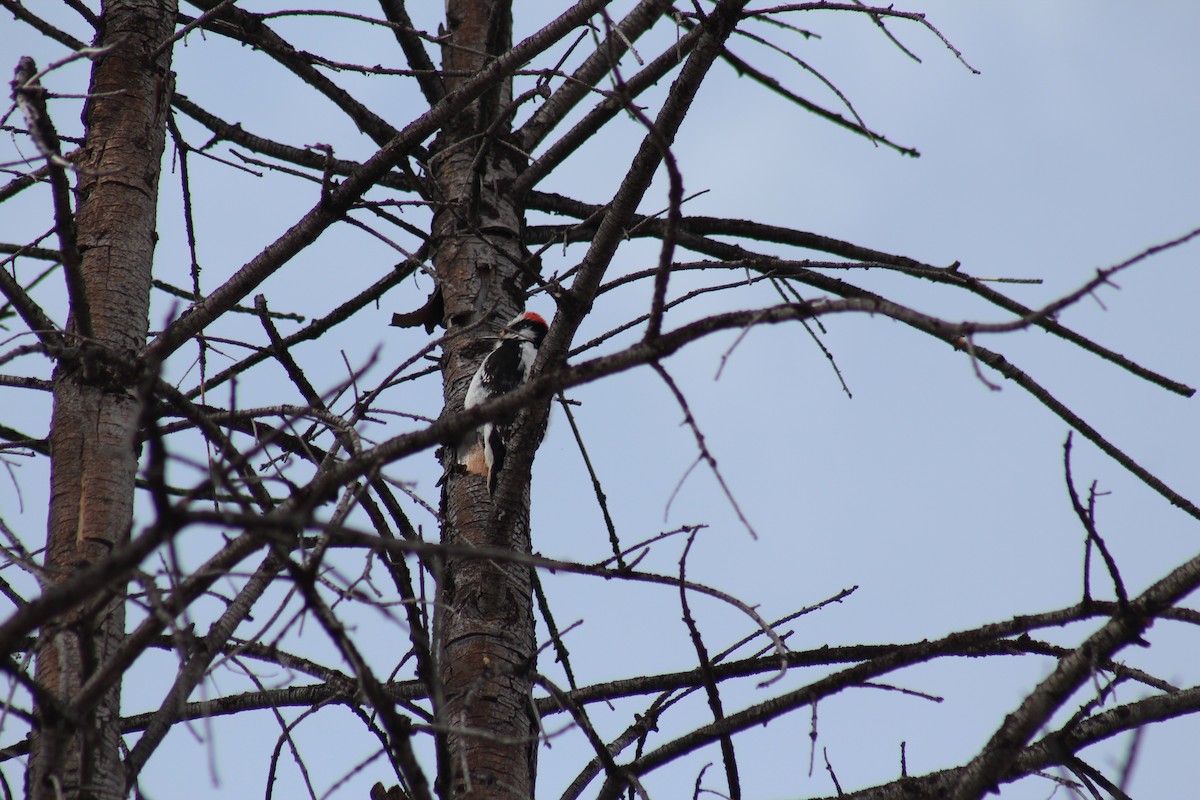 Hairy Woodpecker - ML330085781