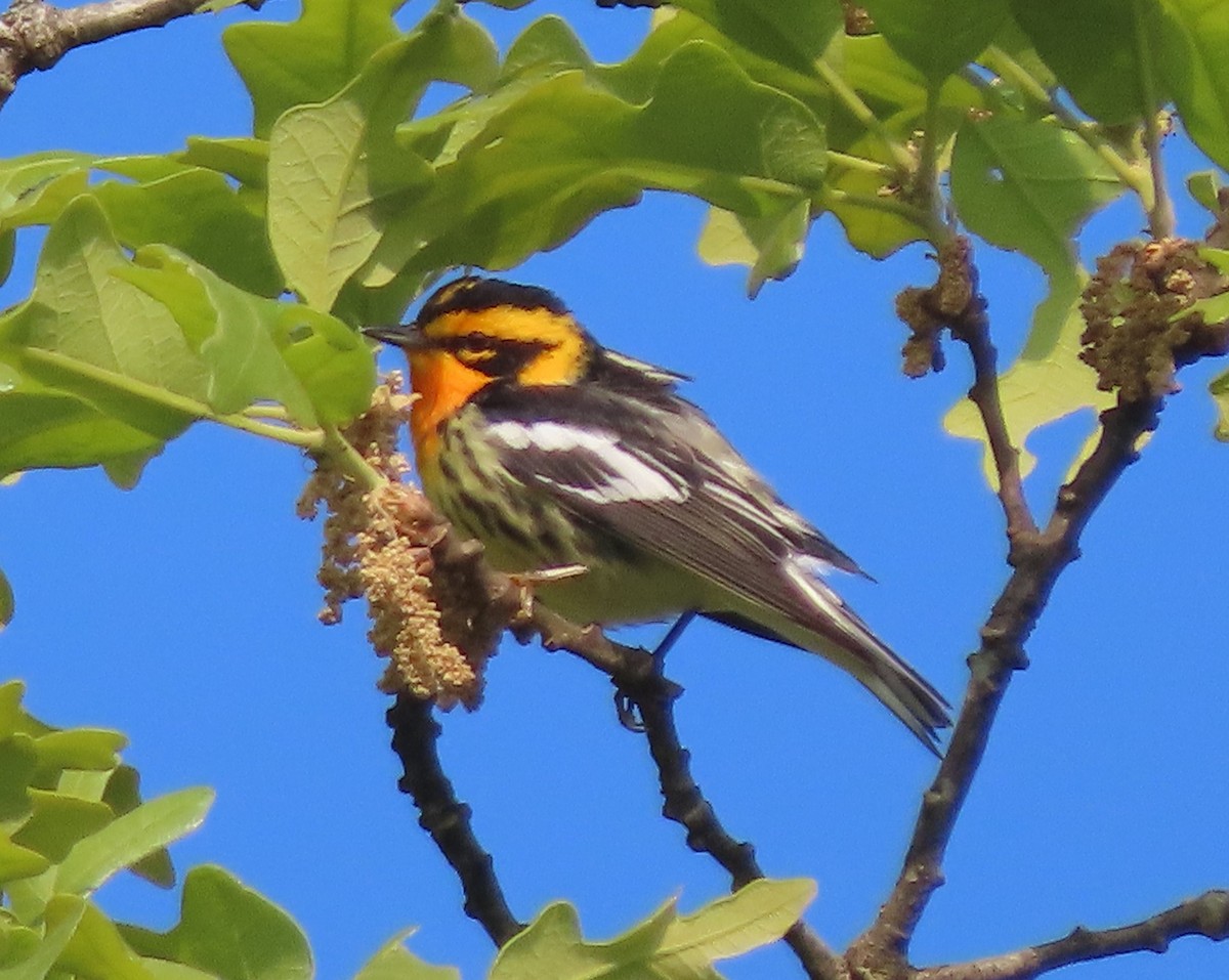 Blackburnian Warbler - ML330085871