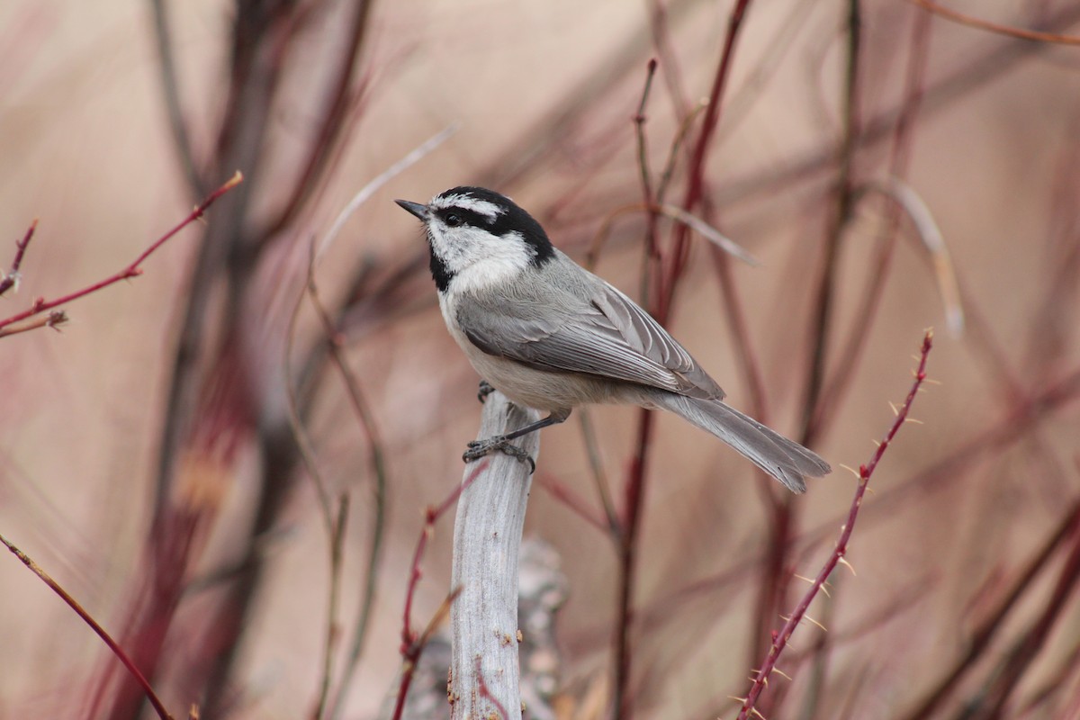 Mountain Chickadee - ML330085881