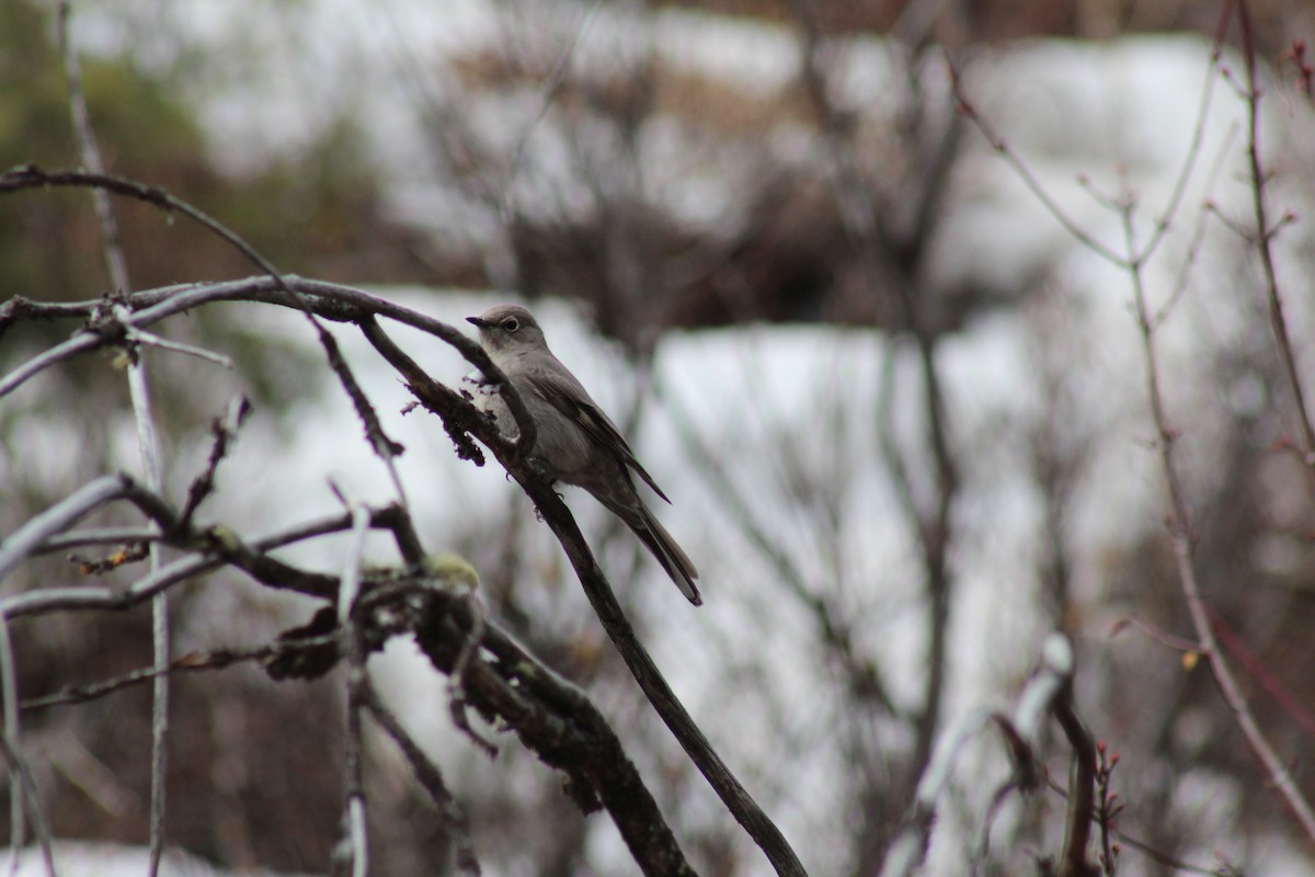 Townsend's Solitaire - ML330086011