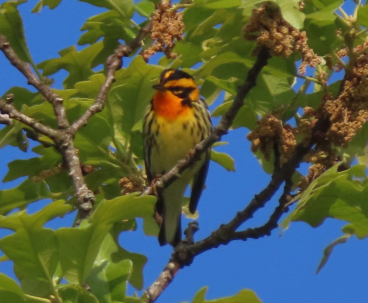 Blackburnian Warbler - ML330086051