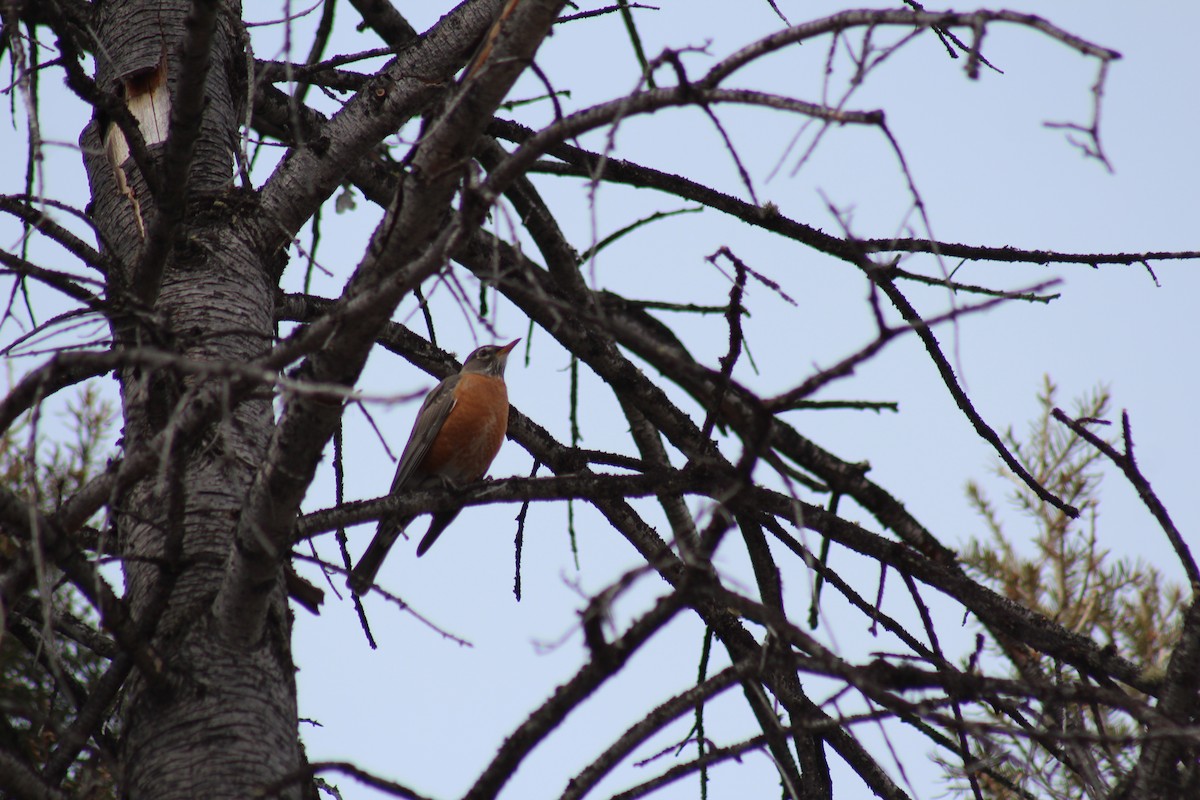 American Robin - ML330086131