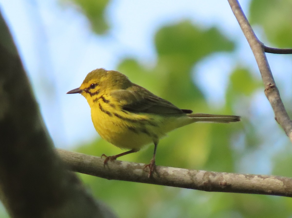Prairie Warbler - ML330086211