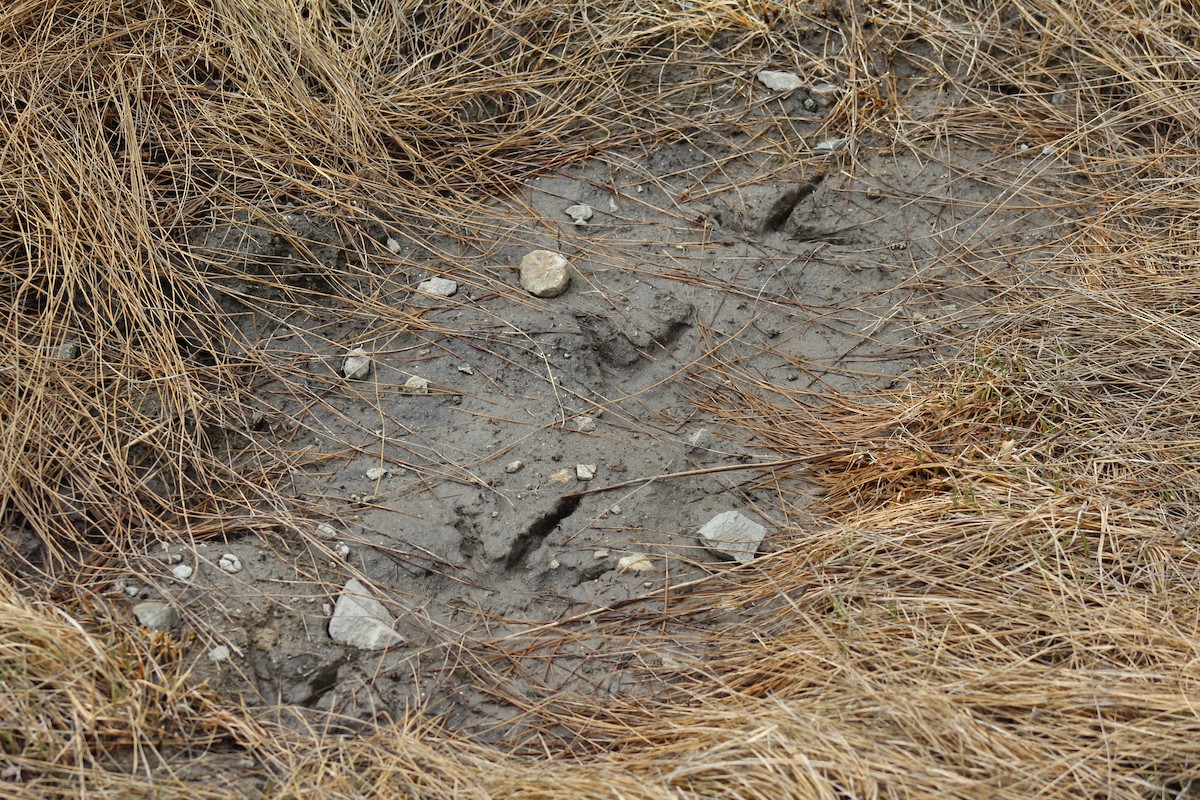 Sandhill Crane - ML330086301