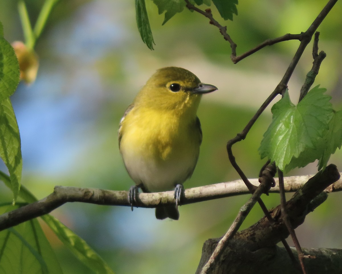 Yellow-throated Vireo - ML330086471