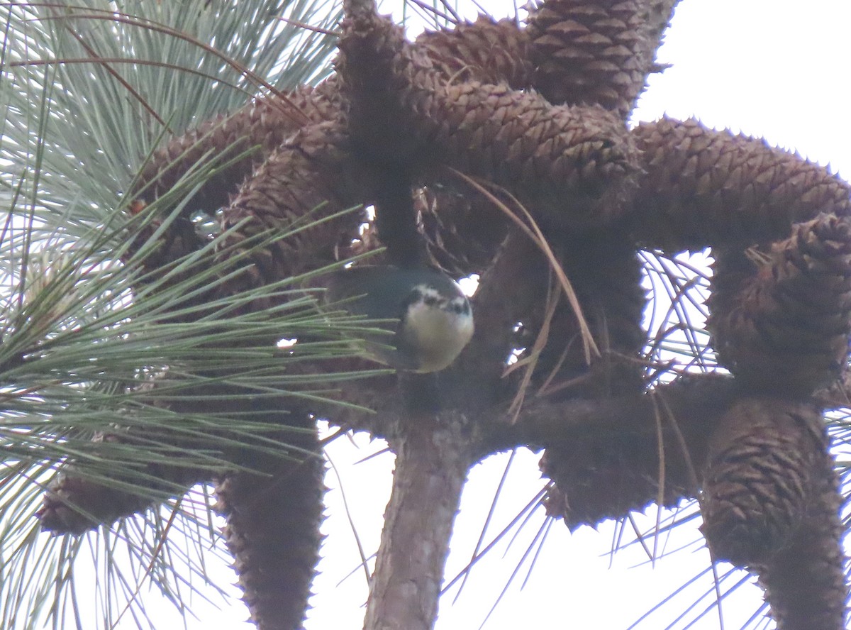Red-breasted Nuthatch - ML330086671