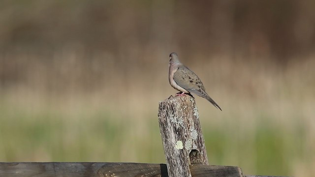 Mourning Dove - ML330086831